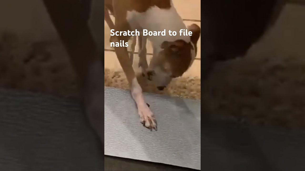 ScratchPad for Dogs – Your Whole Dog